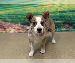 Chihuahua-Unknown Mix Dogs for adoption in Moreno Valley, CA, USA