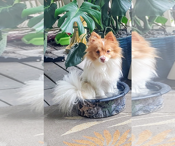 Medium Photo #18 Biewer Terrier-Pomeranian Mix Puppy For Sale in ESTILL SPRINGS, TN, USA