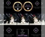 Small Photo #82 Cavalier King Charles Spaniel Puppy For Sale in WARSAW, IN, USA