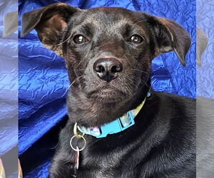 Miniature Pinscher-Unknown Mix Dogs for adoption in Cuba, NY, USA