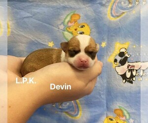 Chihuahua Puppy for sale in WINNSBORO, LA, USA
