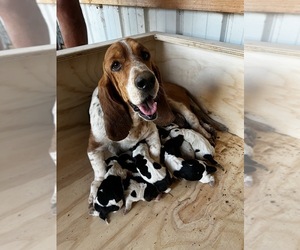 Mother of the Basset Hound puppies born on 06/21/2022
