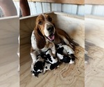 Small Photo #1 Basset Hound Puppy For Sale in LAWRENCEBURG, TN, USA