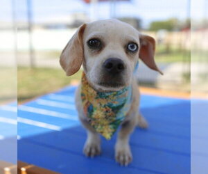 Mutt Dogs for adoption in San Antonio, TX, USA
