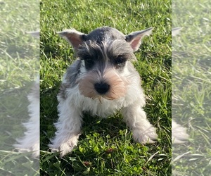 Schnauzer (Miniature) Puppy for sale in CANOGA, NY, USA