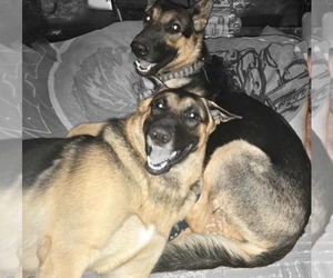 Father of the German Shepherd Dog puppies born on 11/09/2025