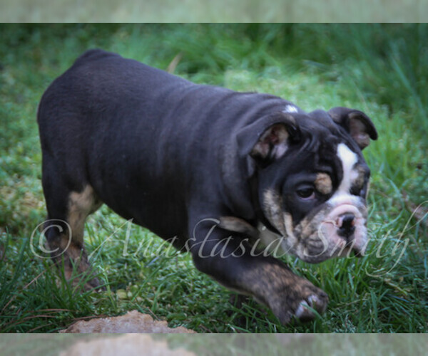 Medium Photo #10 English Bulldog Puppy For Sale in CARY, NC, USA