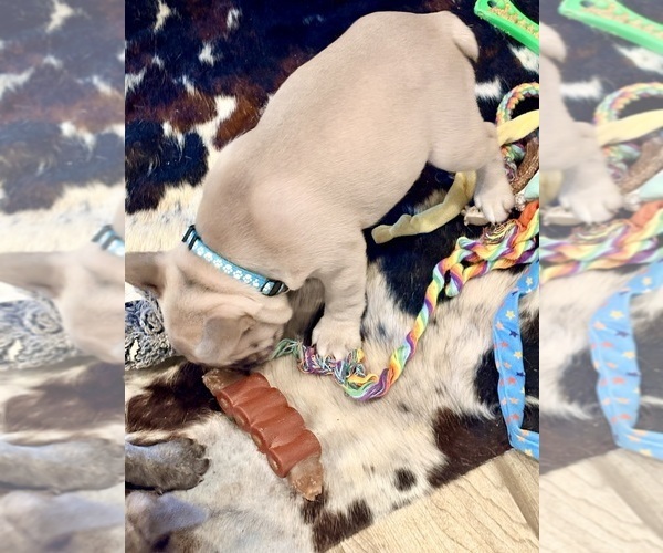 Medium Photo #17 French Bulldog Puppy For Sale in CANYON, TX, USA