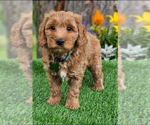 Goldendoodle (Miniature) Puppy for sale in INDIANAPOLIS, IN, USA