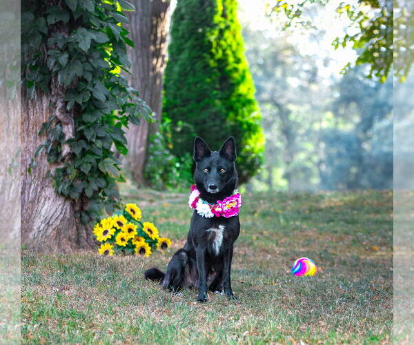 Medium Photo #2 German Shepherd Dog-Unknown Mix Puppy For Sale in Unionville, PA, USA