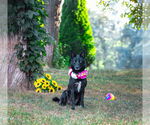 Small #1 German Shepherd Dog Mix