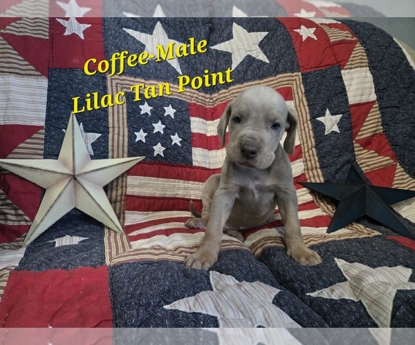 Medium Photo #10 Great Dane Puppy For Sale in HALIFAX, PA, USA