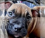 Small #10 Boxer Mix