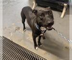 Small American Pit Bull Terrier
