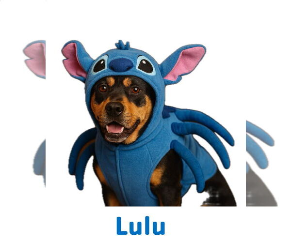 Medium Photo #3 Mutt Puppy For Sale in Garner, NC, USA