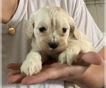 Small Photo #1 Cocker Spaniel-Poodle (Miniature) Mix Puppy For Sale in LOGAN, UT, USA