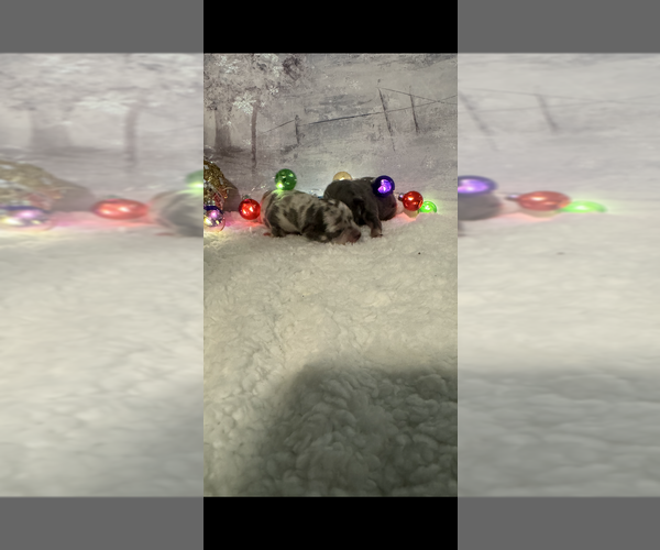 Medium Photo #5 Chihuahua Puppy For Sale in DALLAS, TX, USA