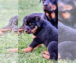 Small Photo #4 Rottweiler Puppy For Sale in PELHAM, GA, USA