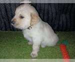 Small Photo #4 Golden Retriever Puppy For Sale in HECTOR, AR, USA