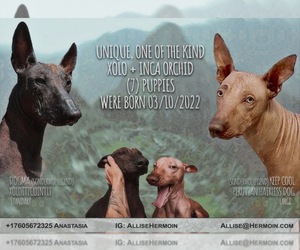 Peruvian Inca Orchid-Xoloitzcuintli (Mexican Hairless) Mix Puppy for sale in BUTTE VALLEY, CA, USA