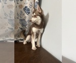 Small Photo #51 Alaskan Klee Kai Puppy For Sale in DURHAM, CT, USA