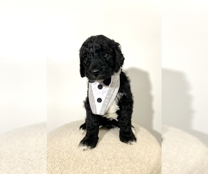Aussiedoodle Puppy for sale in PETERSBURG, IN, USA