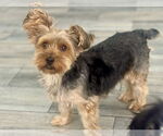 Small #4 Mutt
