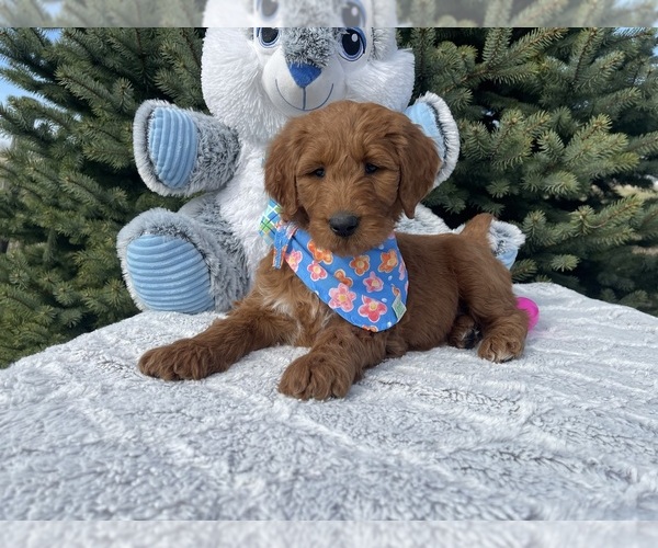 Medium Photo #2 Goldendoodle Puppy For Sale in WOODBURN, IN, USA