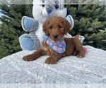Small #1 Goldendoodle