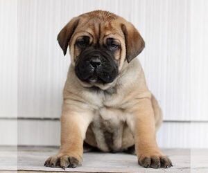 Cane Corso Puppy for sale in LANCASTER, PA, USA