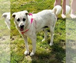 Small #2 Anatolian Shepherd-Labrador Retriever Mix