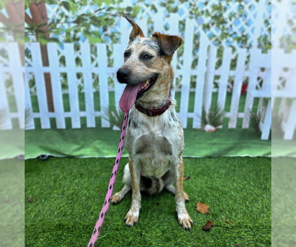 Medium Photo #5 Mutt Puppy For Sale in Long Beach, CA, USA