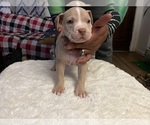 Small #1 American Bully