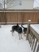 Small Photo #1 German Shepherd Dog Puppy For Sale in NOBLESVILLE, IN, USA