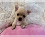 Baby Girl - Female Chihuahua Puppy for Sale - Photo #4