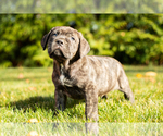 Small Photo #2 Cane Corso Puppy For Sale in MENTONE, IN, USA