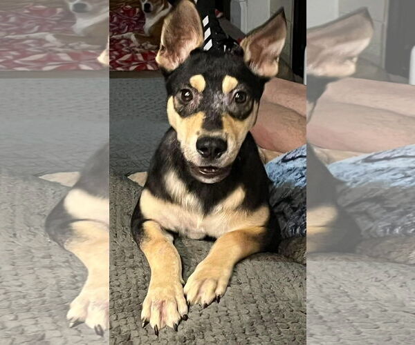 Medium Photo #16 Mutt Puppy For Sale in Germantown, OH, USA