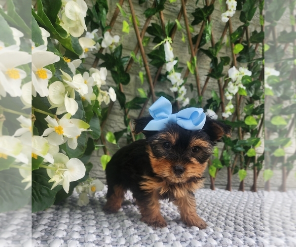 Medium Photo #8 Morkie Puppy For Sale in INDIANAPOLIS, IN, USA