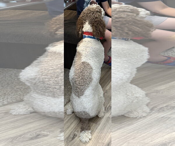 Medium Photo #4 Poodle (Standard) Puppy For Sale in Mount Airy, NC, USA