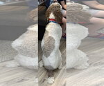 Small #3 Poodle (Standard)