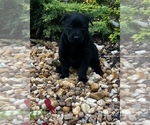 Small #1 Belgian Malinois