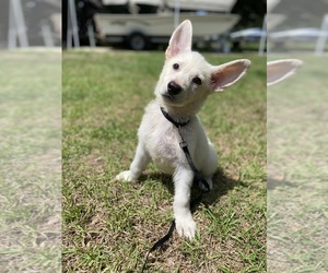 German Shepherd Dog Puppy for sale in ALACHUA, FL, USA