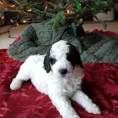 Pyredoodle Puppy for sale in DEFIANCE, OH, USA