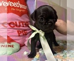 Small #2 Pug