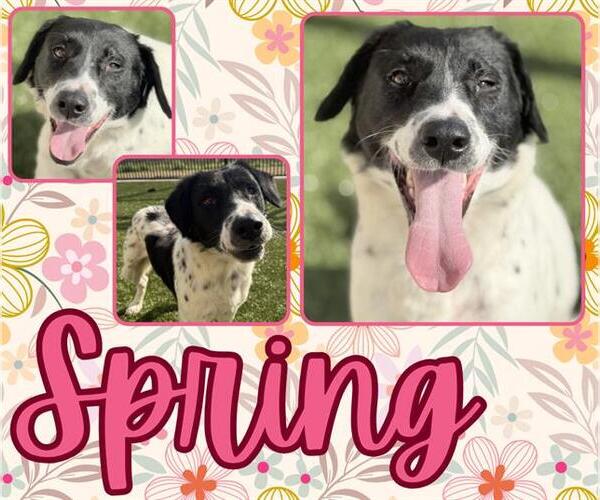 Medium Photo #2 German Shorthaired Pointer-Unknown Mix Puppy For Sale in Pearland, TX, USA