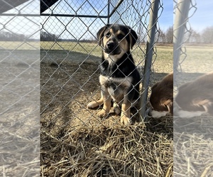Labrador Retriever-Siberian Husky Mix Puppy for sale in WESTPORT, IN, USA