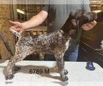 Small #9 German Shorthaired Pointer