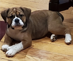Beabull Puppy for sale in SHELBY TOWNSHIP, MI, USA