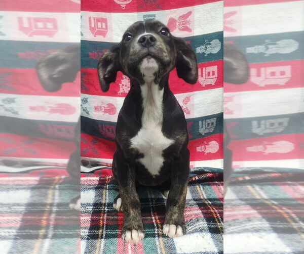 Medium Photo #3 Bulldog-Unknown Mix Puppy For Sale in Wetumpka, AL, USA