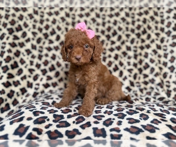 Medium Photo #1 Cockapoo (Miniature) Puppy For Sale in LAKELAND, FL, USA